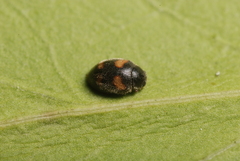 Nephus quadrimaculatus