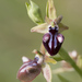 Ophrys mammosa leucophtalma - Photo (c) Nicolas HELITAS, algunos derechos reservados (CC BY-NC), subido por Nicolas HELITAS