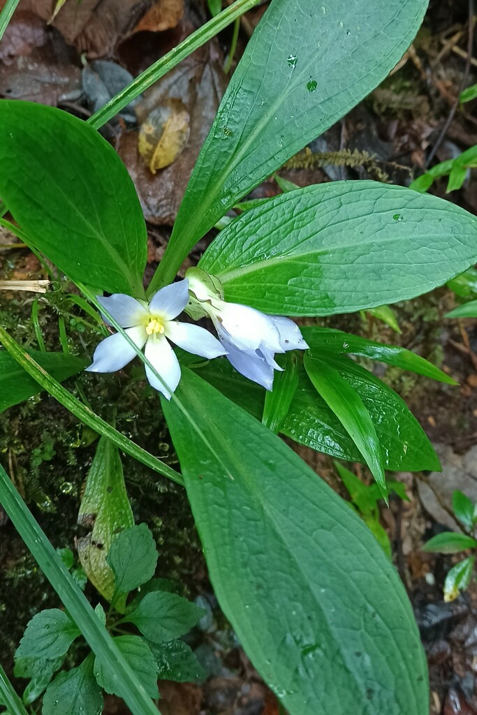 Exacum amplexicaule