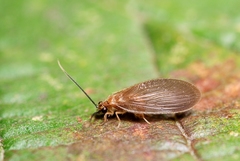 Sisyra terminalis