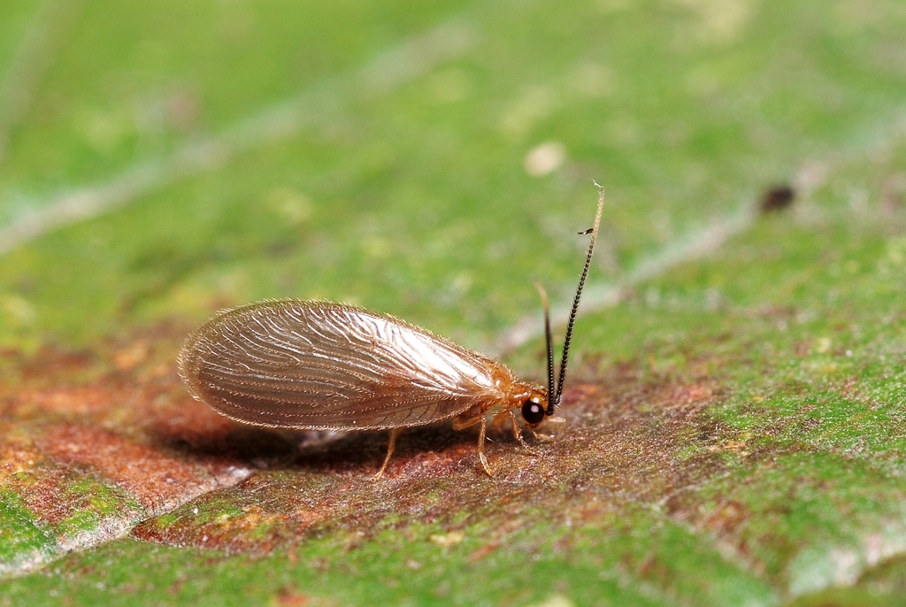 Sisyra terminalis