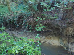 Melicytus ramiflorus ramiflorus