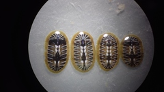 Chiton albolineatus