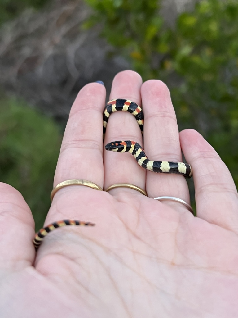 Spotted Harlequin Snake from Overstrand, Greater Hermanus, WC, ZA on ...