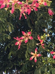 Ceiba speciosa
