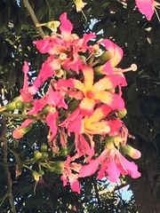 Ceiba speciosa