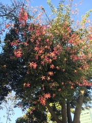 Ceiba speciosa