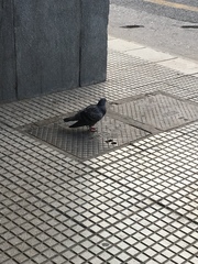Columba livia