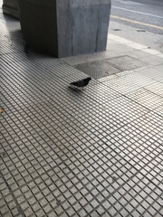 Columba livia