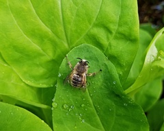 Anthophora villosula