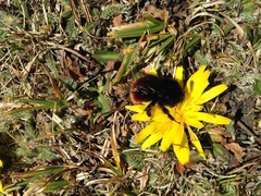 Bombus coccineus