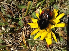 Bombus coccineus