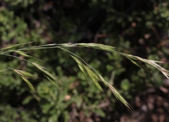 Bromus carinatus