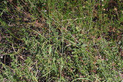 Bromus carinatus