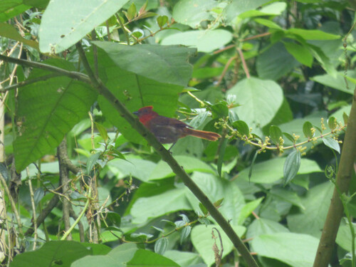 Driophlox cristata