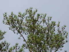 Pinus caribaea caribaea