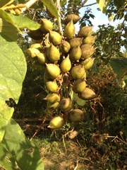 Paulownia