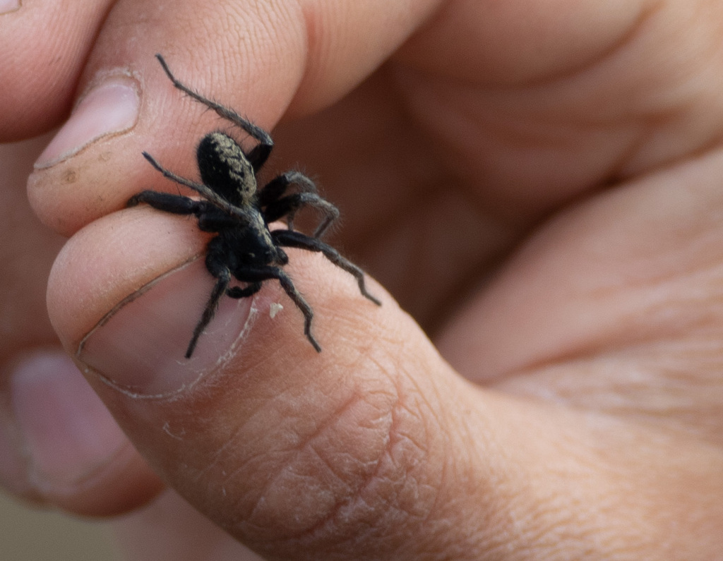 Sibirocosa