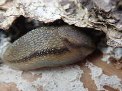 Arion fasciatus