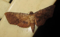 Thyrididae