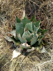 Agave inaequidens