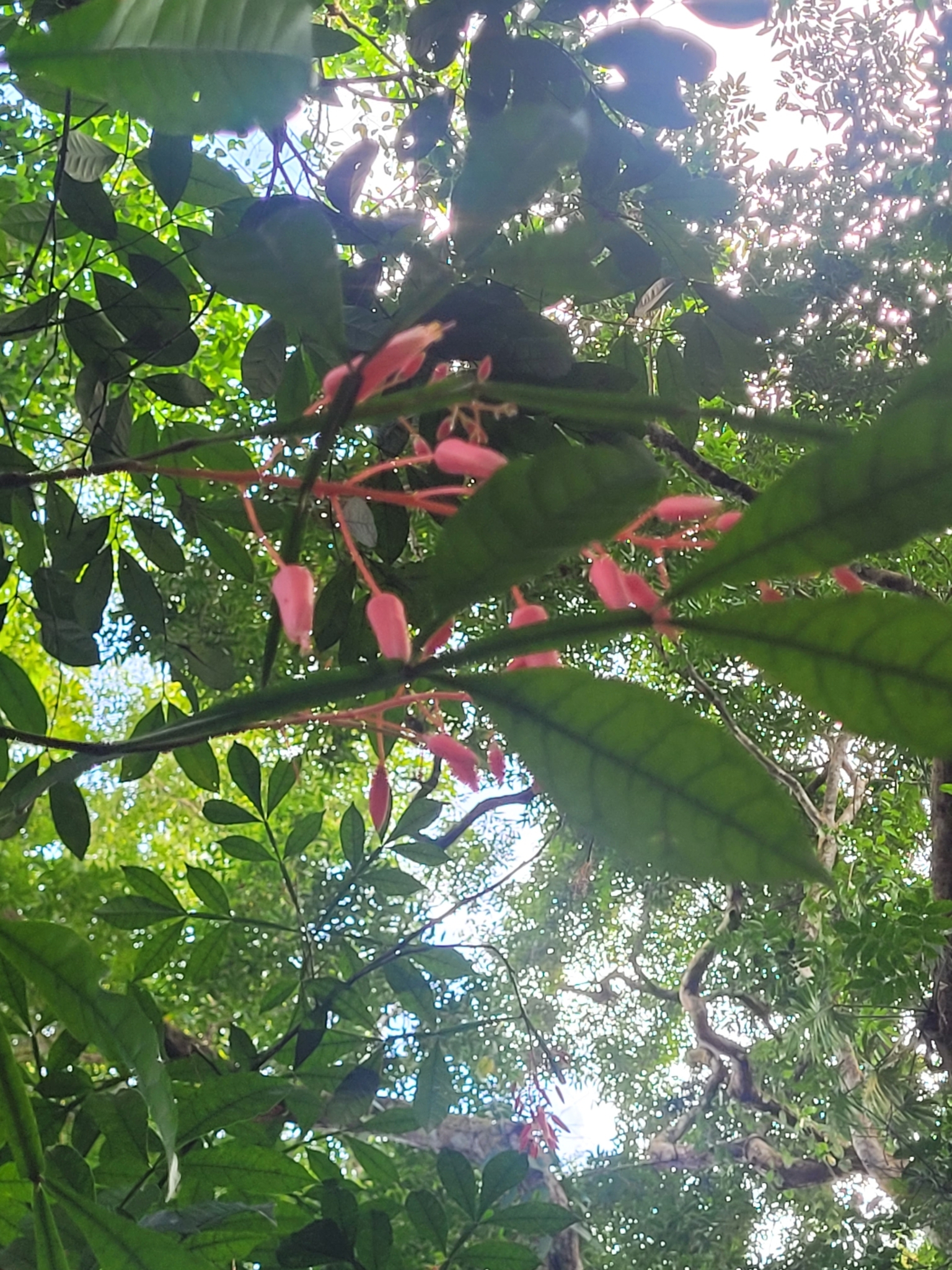 Imagem de Pau-tenente