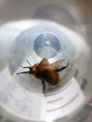 Bombus rubicundus