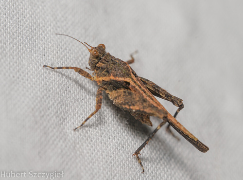 Platythorus toltecus