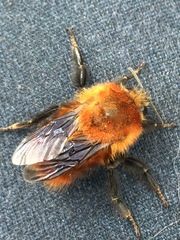 Bombus rubicundus