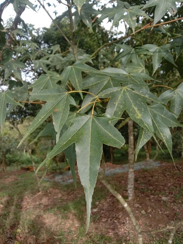 Acer serrulatum