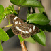 Hispaniolan Archimestra Butterfly - Photo (c) Ron Savage, some rights reserved (CC BY-NC-SA), uploaded by Ron Savage