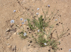 Gilia capitata abrotanifolia