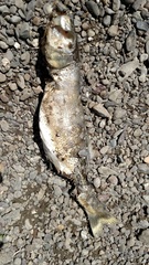 Catostomus occidentalis