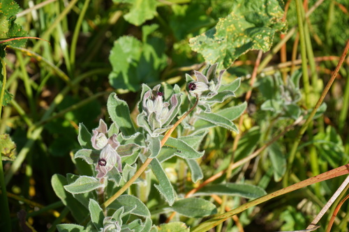 Image of Nonea vesicaria by (c) Diego Rodríguez Hernández, some rights reserved (CC BY)