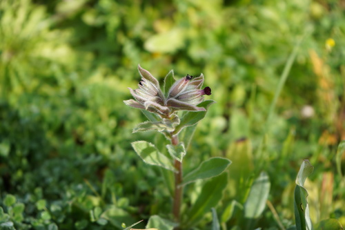 Image of Nonea vesicaria by (c) Diego Rodríguez Hernández, some rights reserved (CC BY)