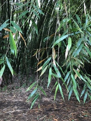 Guadua angustifolia