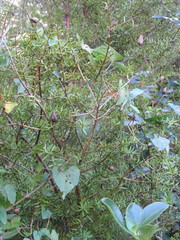 Podocarpus totara