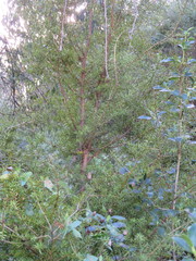 Podocarpus totara
