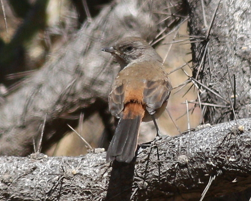 Dark-winged Canastero (Asthenes arequipae), photo 6