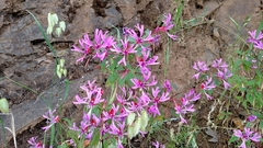 Clarkia concinna