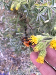 Bombus rubicundus