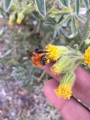 Bombus rubicundus