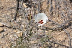 Calochortus catalinae