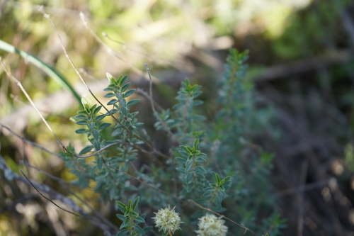 Image of Thymus mastichina by (c) Diego Rodríguez Hernández, some rights reserved (CC BY)