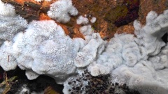 Ceratiomyxa fruticulosa fruticulosa