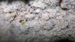 Ceratiomyxa fruticulosa fruticulosa