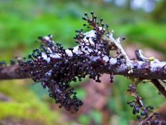 Ceratiomyxa fruticulosa fruticulosa