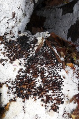 Ceratiomyxa fruticulosa fruticulosa