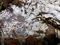 Ceratiomyxa fruticulosa fruticulosa