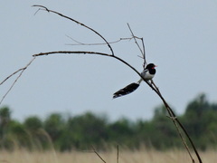 Alectrurus risora